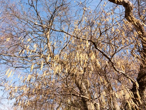 view of hanging catkins on tree in spring beautiful  essex  england  uk