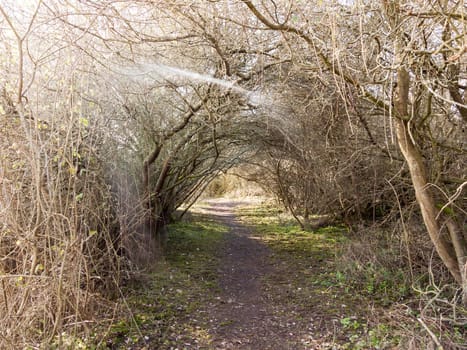 light piercing through holloway of branches country track path  essex  england  uk