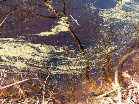 close up texture of water surface algae stream reflected tree branches  essex  england  uk