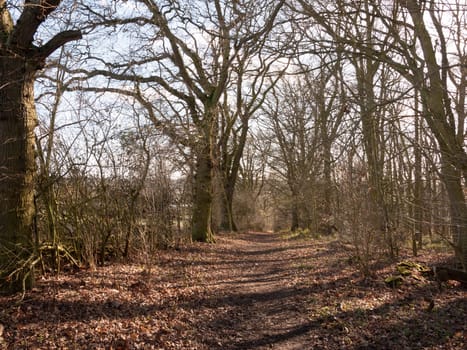 view of trees in spring woodland path through muddy empty  essex  england  uk
