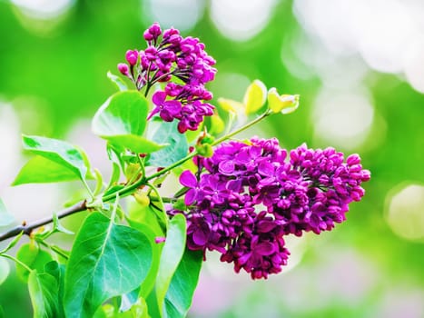 Branch of blossoming lilac flowers. Shallow depth of field. Selective focus.