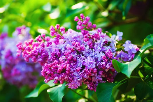 Spring lilac flowers. Spring flowering. Shallow depth of field. Selective focus.