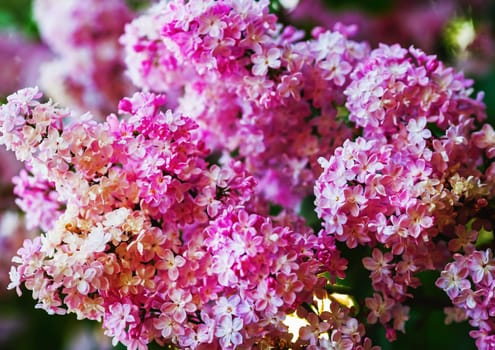 Pink lilac background. Spring flowering. Shallow depth of field. Selective focus.
