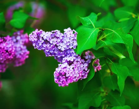 Blossoming lilac flowers. Spring flowering. Shallow depth of field. Selective focus.