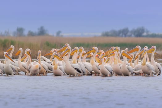 white pelicans (pelecanus onocrotalus). Danube Delta, Romania