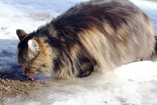 A Norwegian forest cat drinks from a puddle in winter. A cat drinks snow water