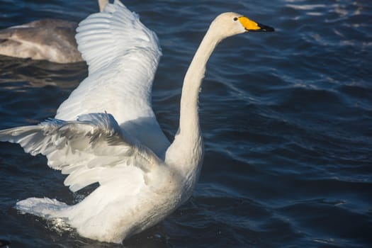 Beautiful white whooping swans swimming in the nonfreezing winter lake. The place of wintering of swans, Altay, Siberia, Russia.