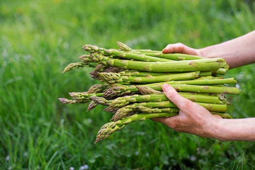 Asparagus. Fresh Asparagus. Green Asparagus. Asparagus in hands of a farmer
