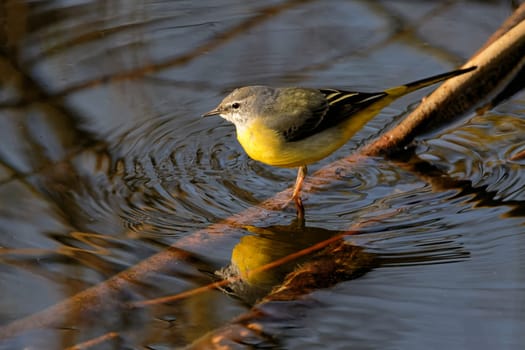 Mountain wagtail hunts in the stream