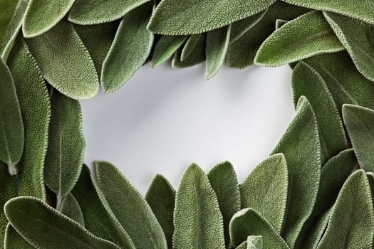 The frame of green fresh sage and place for text