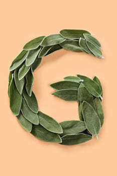 Letter G made from green petals of sage isolated on a beige background