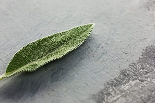 Fresh, organic sage leaf over gray table background