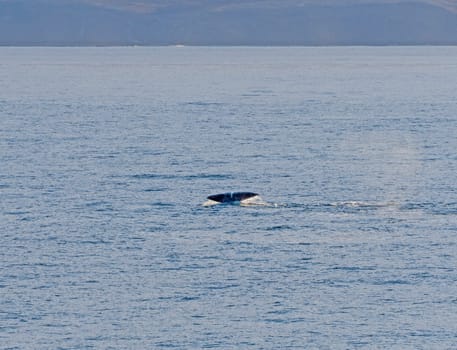 Bowhead whale flukes in the arctic in Isabella Bay of the Ninginganiq National Wildlife Area on Baffin Island in Nunavut, Canada