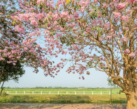 Tabebuia or Pink trumpet flower tree in full bloom infront of green field