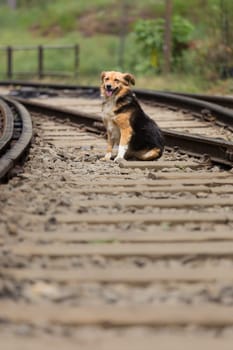 Cute lonley curious stray dog sitting on the railroad tracks.