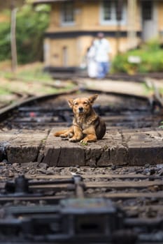 Cute lonley curious stray dog lying on the railroad tracks in Sri Lanka.
