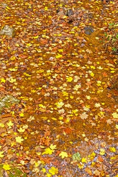 Fall Colors in a Quiet Creek in Wildcat Den State Park in iowa