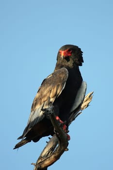 Wild African Bird  in African Botswana savannah