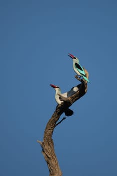 Wild African Bird  in African Botswana savannah