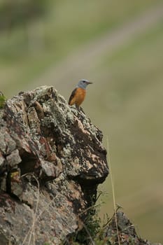 Wild African Bird  in African Botswana savannah