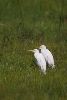 Wild African Bird  in African Botswana savannah