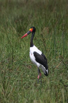 Wild African Bird  in African Botswana savannah