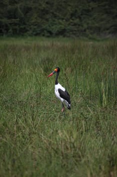 Wild African Bird  in African Botswana savannah