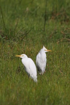 Wild African Bird  in African Botswana savannah