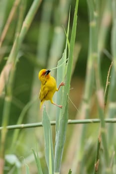 Wild African Bird  in African Botswana savannah