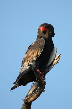 Wild African Bird  in African Botswana savannah