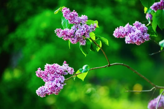 Branch with spring lilac flowers and green leaves. Shallow depth of field. Selective focus.