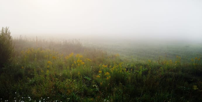 Meadow in the dense morning fog. Rural landscape. Panorama shot.