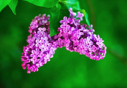 Branch of lilac on green background. Spring lilac flowers in the garden. Selective focus.
