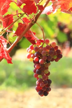 Grape vines at harvest time in France