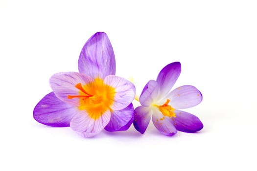 crocus - one of the first spring flowers