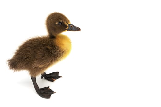 Ducklings isolated,close-up of cub on white background
