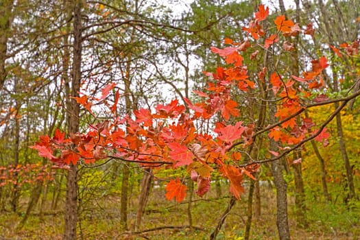 Red Maple Leaves in Fall in Mark Twain State Park in Missouri