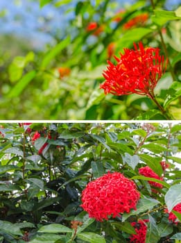 Rubiaceae flower in garden