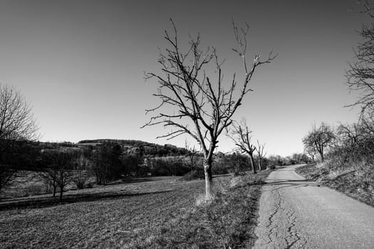 Landscape with bare tree with path in barren landscape