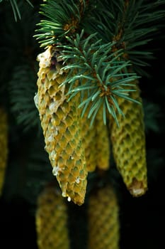 Cones in Kampinos National Park, Poland