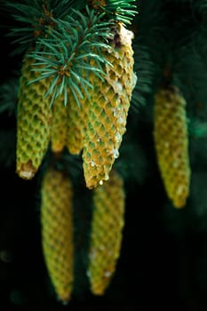 Cones in Kampinos National Park, Poland