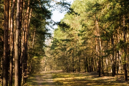 Spring in Kampinos National Park, Poland
