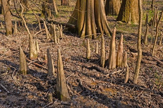 Cypress Tree Knees in the Forest in Congaree National Park in South Carolina
