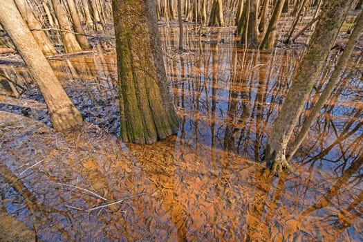 Tupelo Trees Growing in the Wetlands in Congaree National Park in South Carolina