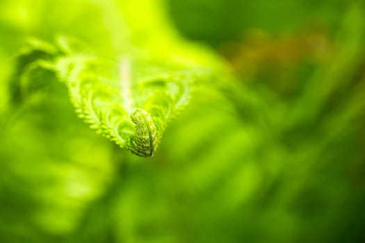 Green fern in detail as background