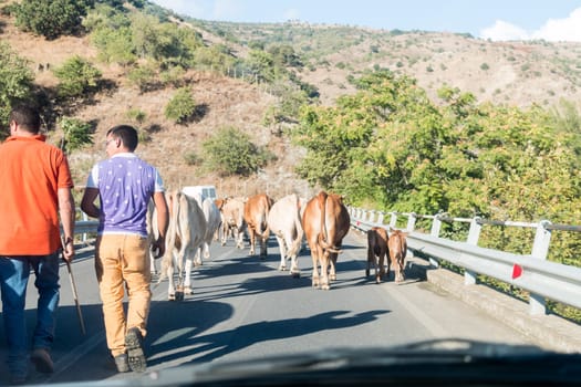 Cows on the Sicilian roads  block cars