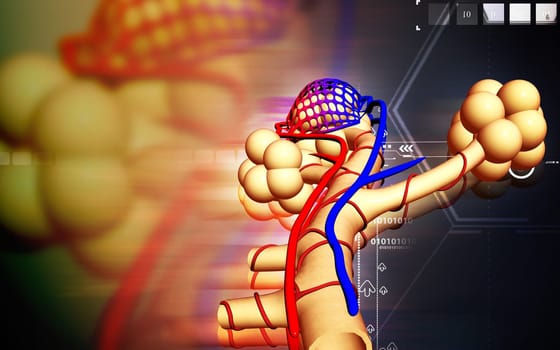 Digital illustration of alveoli in colour background