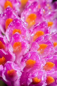 Close up water drops on pink bouquet of Toothbrush Orchid flower or Dendrobium secundum