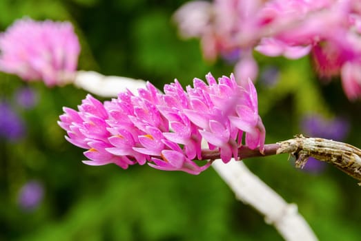 Pink bouquet of Toothbrush Orchid flower or Dendrobium secundum on tree