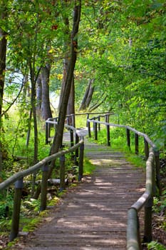 Forest on the Swabian Alb - Schopfloch